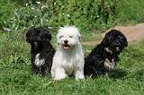 TERRIER DU TIBET 227